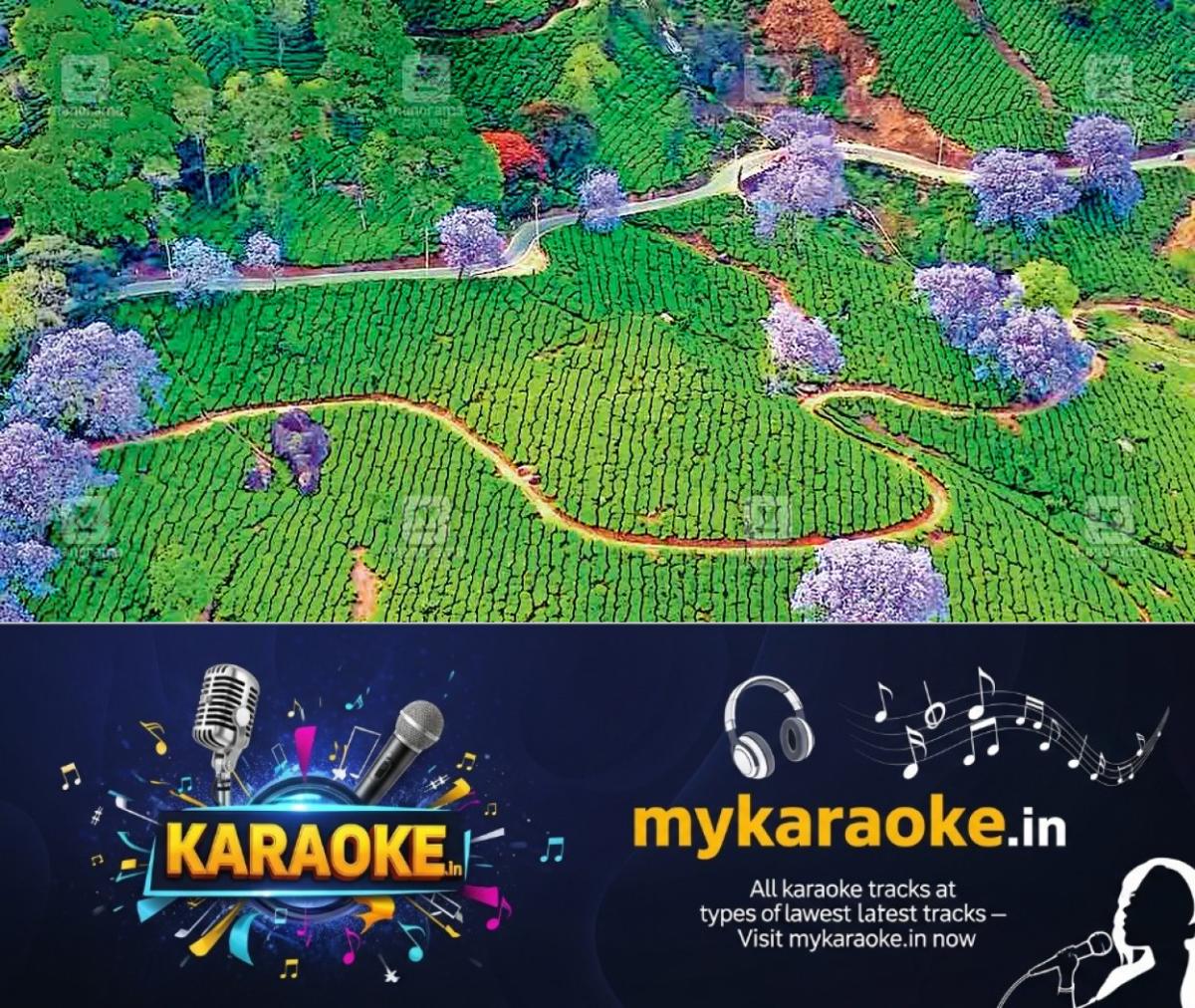 newskerala.net_1764492972_jacrantha-tree