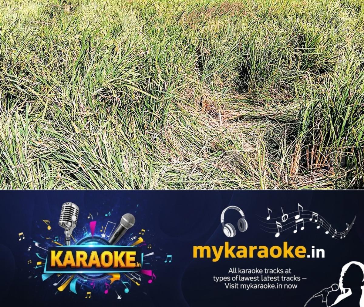 newskerala.net_1764516725_wayanad-wild-elephant-attack-crop-damage