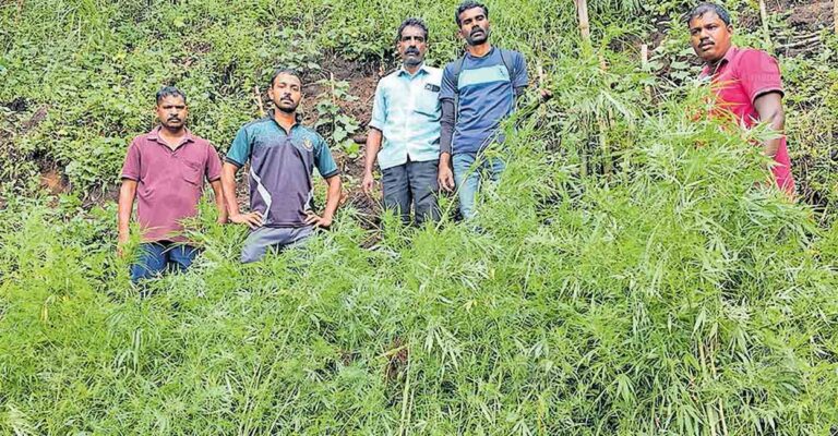 palakkad-excise-team-near-cannabis-plants.jpg