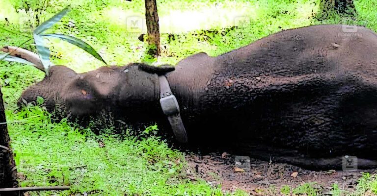 rolex-elephant-death.jpg