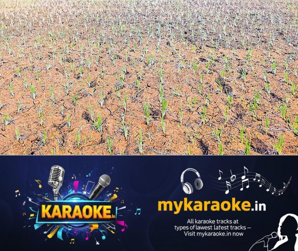 newskerala.net_1764570967_thrissur-farms-drought-1