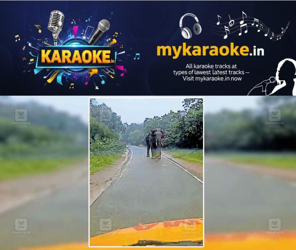 newskerala.net_1764576974_marayur-road-wild-elephant