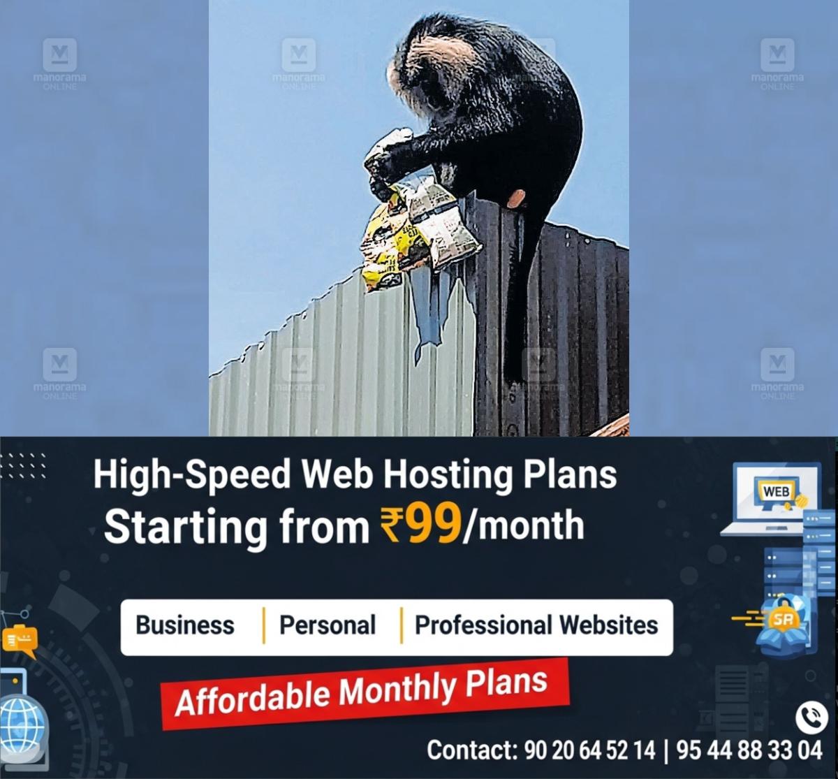 newskerala.net_1764665773_valparai-monkey-menace-1