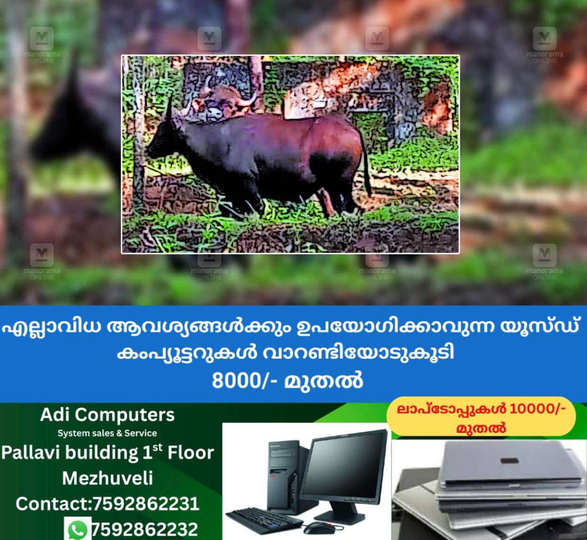 newskerala.net_1764754102_kozhikode-wild-buffalo