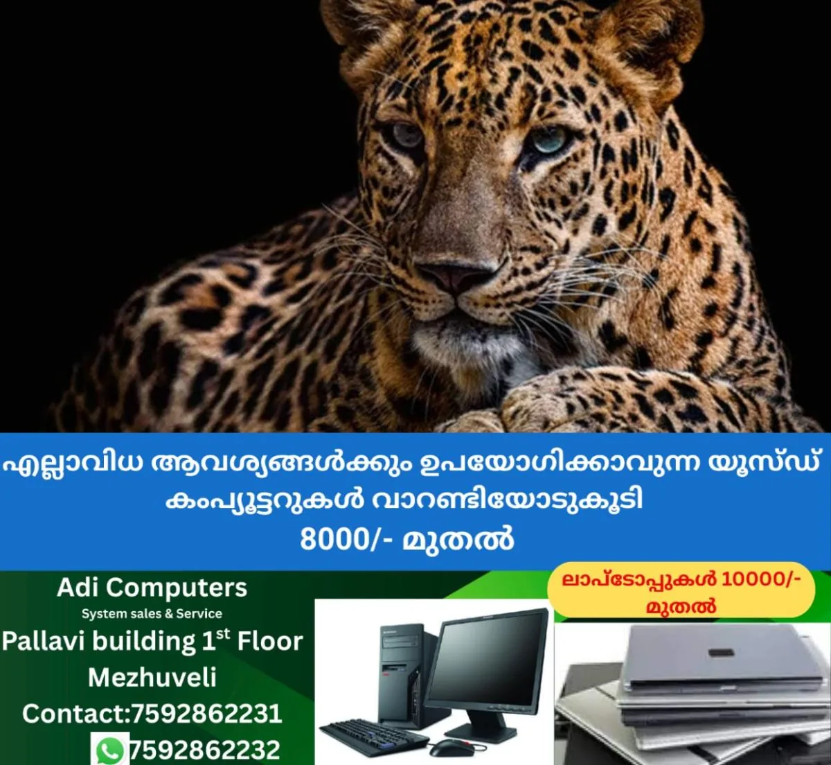 newskerala.net_1765000589_leopard