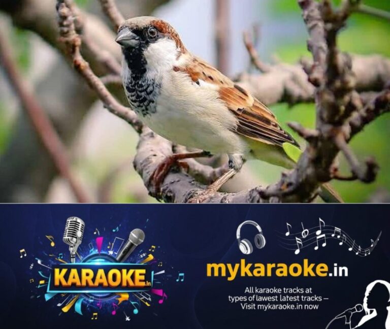 newskerala.net_1765010418_sparrow-bird