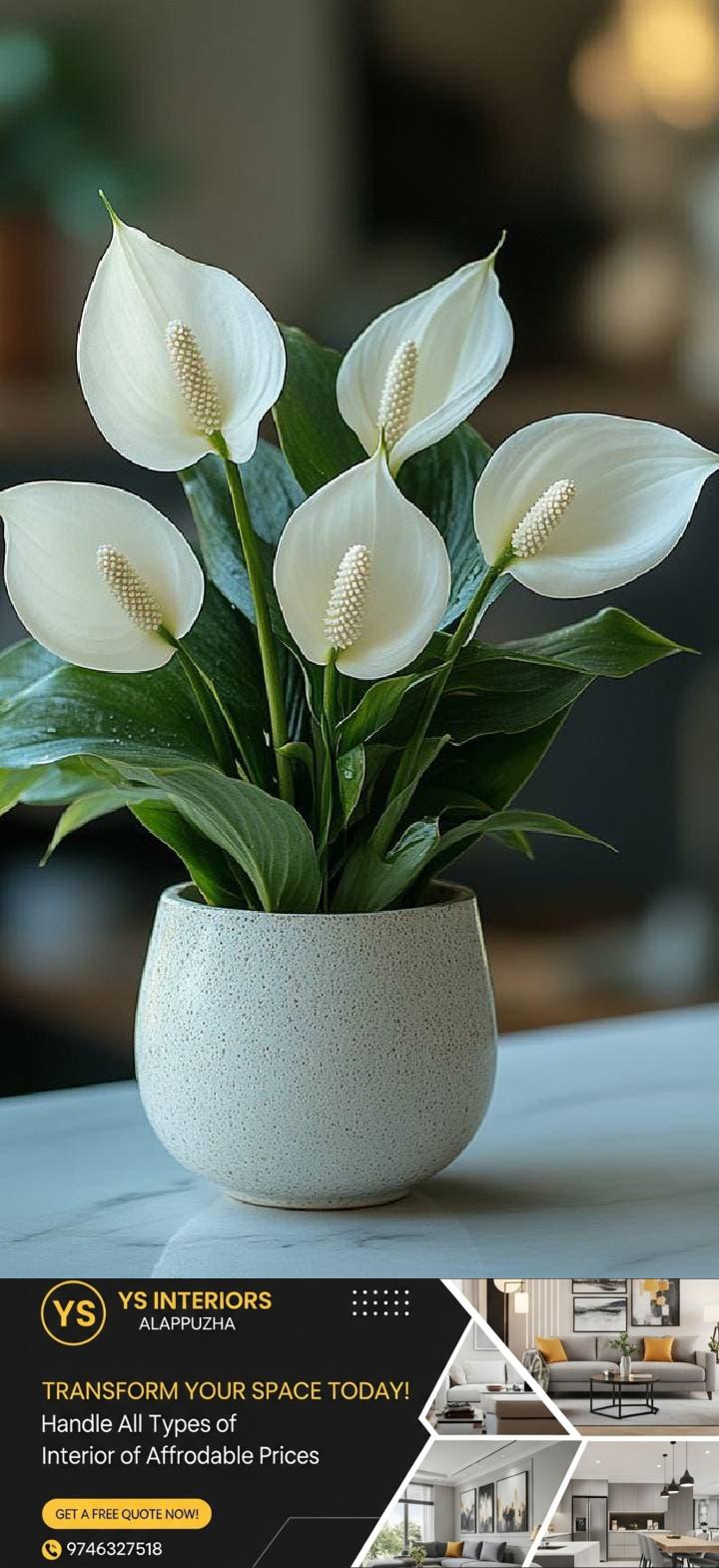 newskerala.net_1765015083_w-720h-1280format-jpgimgid-01kbq8351a146zcxterrkjtb8qimgname-buy-plants-for-your-balcony-k-17649