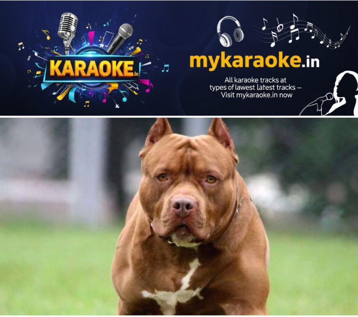 newskerala.net_1765027622_w-1280h-720format-jpgimgid-01kbsx535fspr948592ghhan5qimgname-pitbul-1765027253422