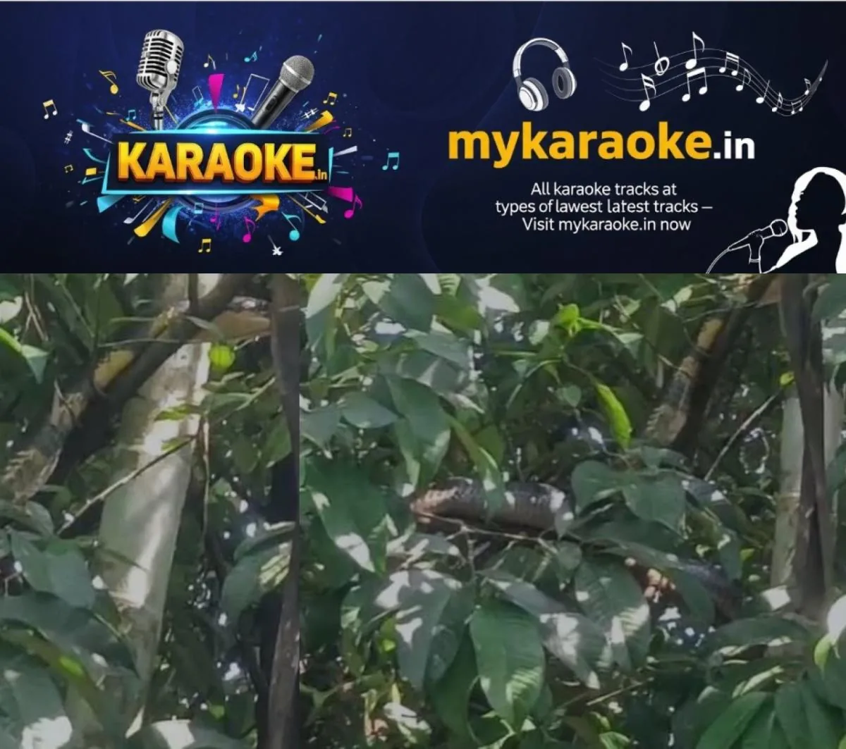 newskerala.net_1765246982_w-1280h-720format-jpgimgid-01kbz73f7m01rznj9mn6agbrx2imgname-kig-cobra-1765205458164