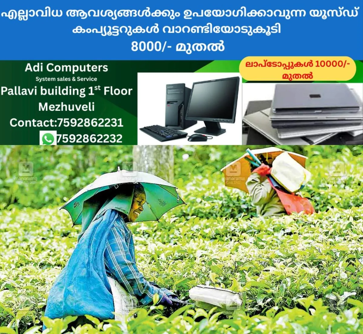 newskerala.net_1765261144_meppadi-tea-estate