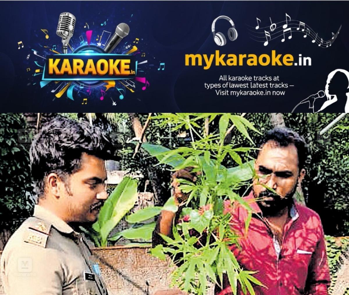 newskerala.net_1765436893_cannabis-plant