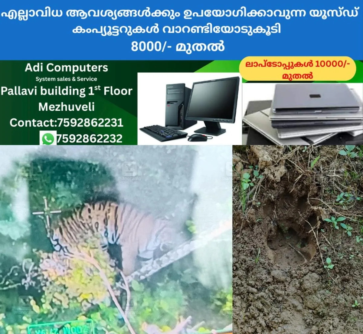 newskerala.net_1765814524_tiger-sighting-padikkamvayal-1