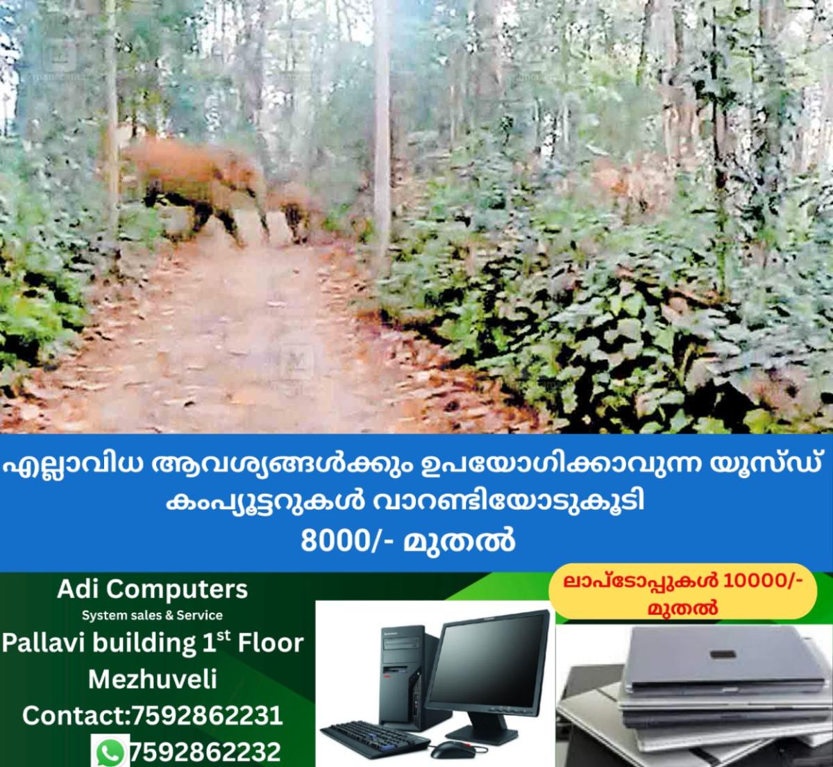 newskerala.net_1765856043_wild-elephants