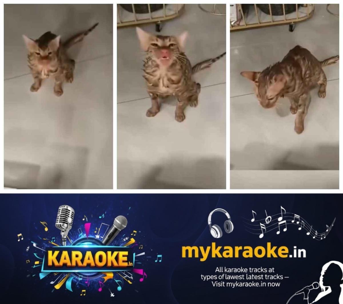 newskerala.net_1765859164_w-1280h-720format-jpgimgid-01kcjp1y1fn88sdat0dtbc9j1aimgname-cat-survive-10-minutes-washing-mach