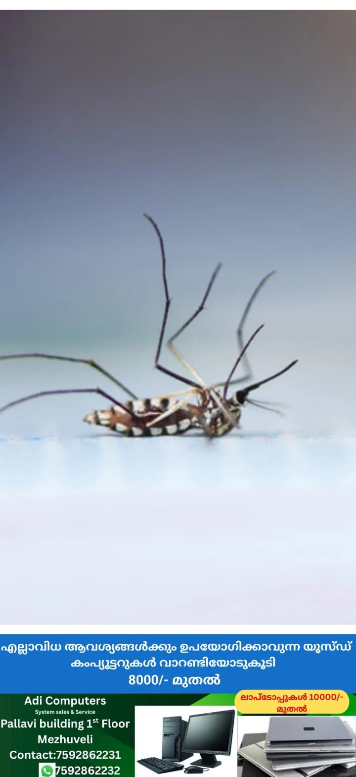 newskerala.net_1766026083_w-720h-1280format-jpgimgid-01jybppeyezn9t1j4kmy7vnf5bimgname-mosquito-1-1750592076750