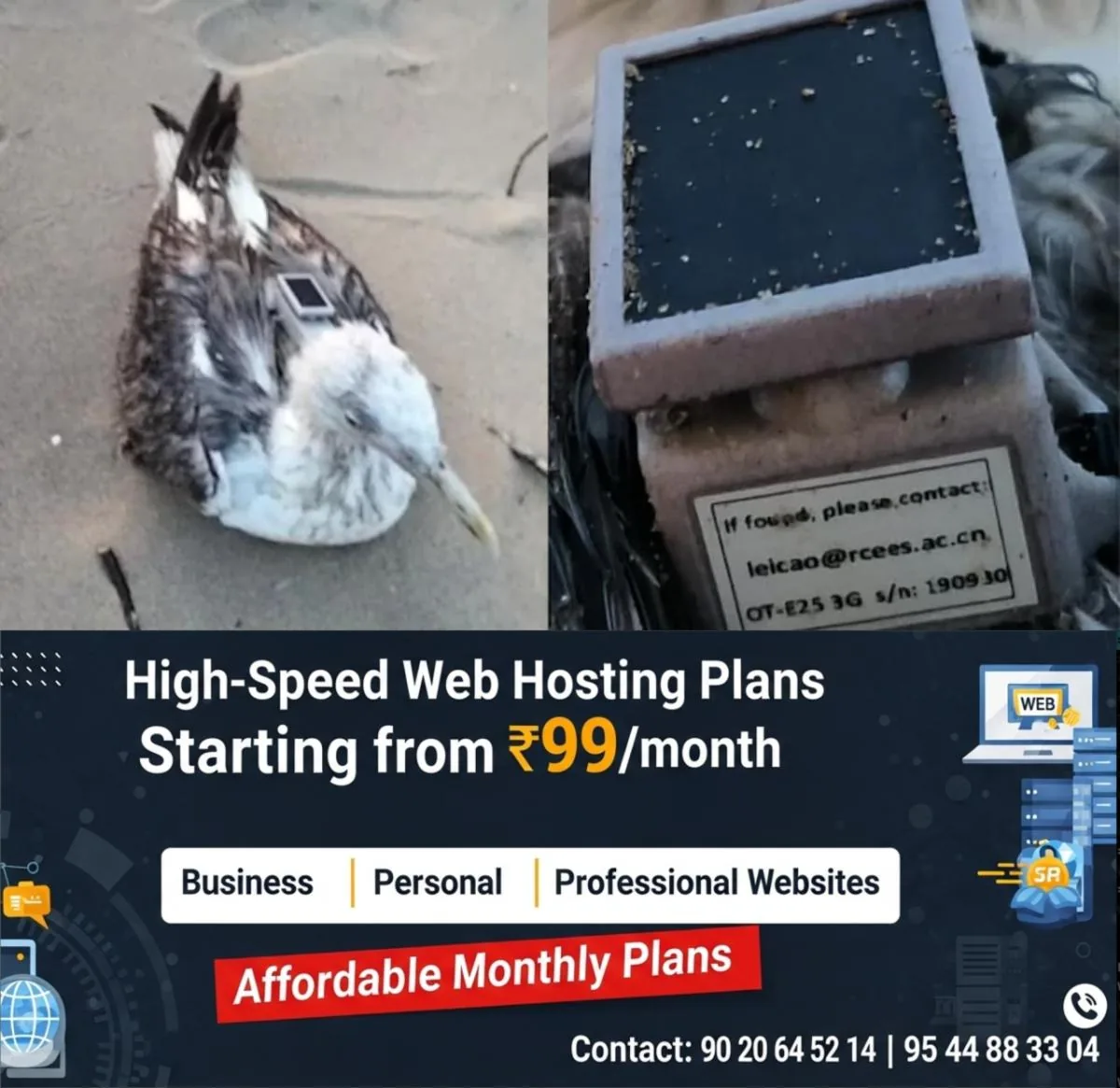 newskerala.net_1766032324_w-1280h-720format-jpgimgid-01kcqv1zfdc4s0jtqchrd6heztimgname-seagull-from-china-1766031687149.jp