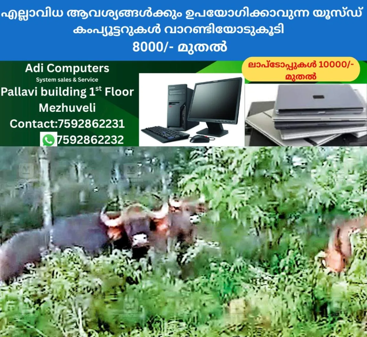 newskerala.net_1766035336_idukki-wild-boars