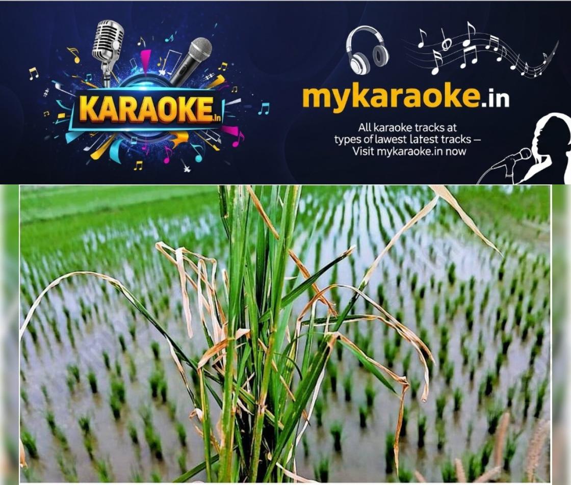 newskerala.net_1766136663_1edc39a1_394984784_735747_P_16_mr