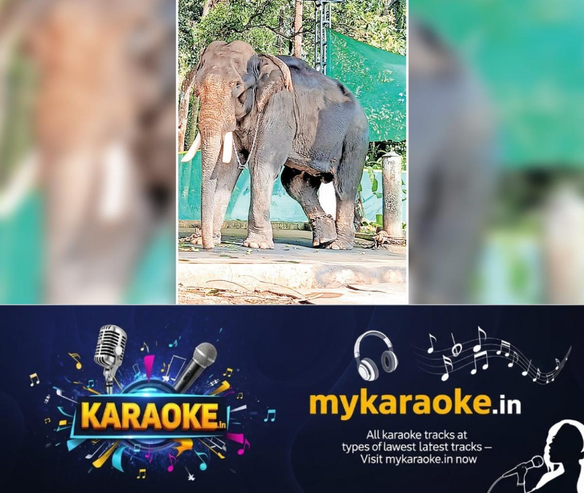 newskerala.net_1766291582_kottayam-elephant-treatment-1-