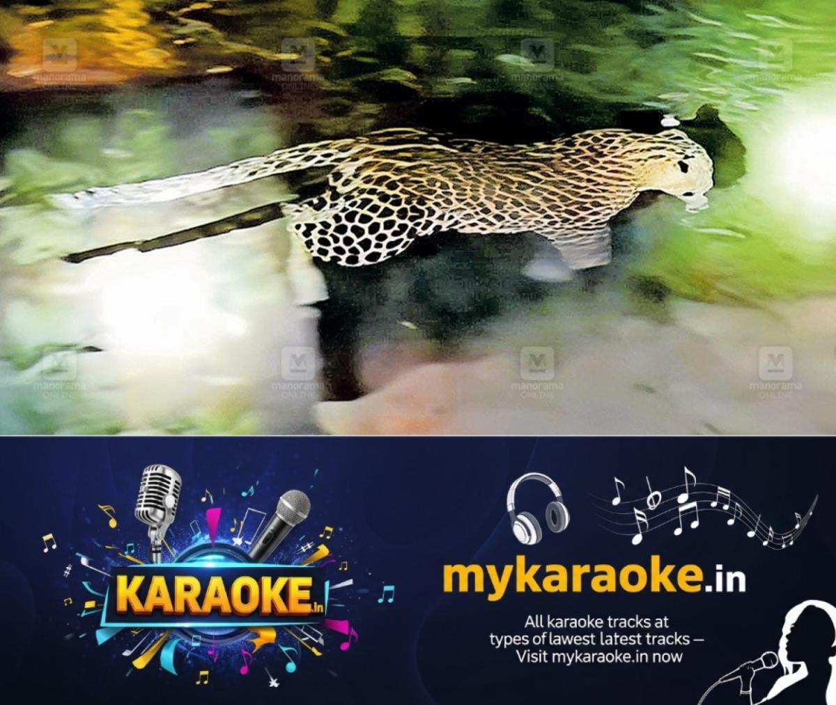 newskerala.net_1766376183_leopard-captured-relocated