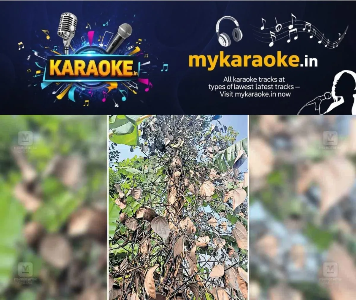 newskerala.net_1766470934_black-pepper