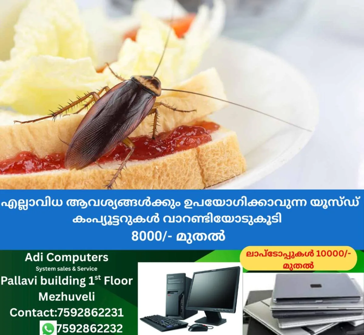newskerala.net_1766920706_cockroach