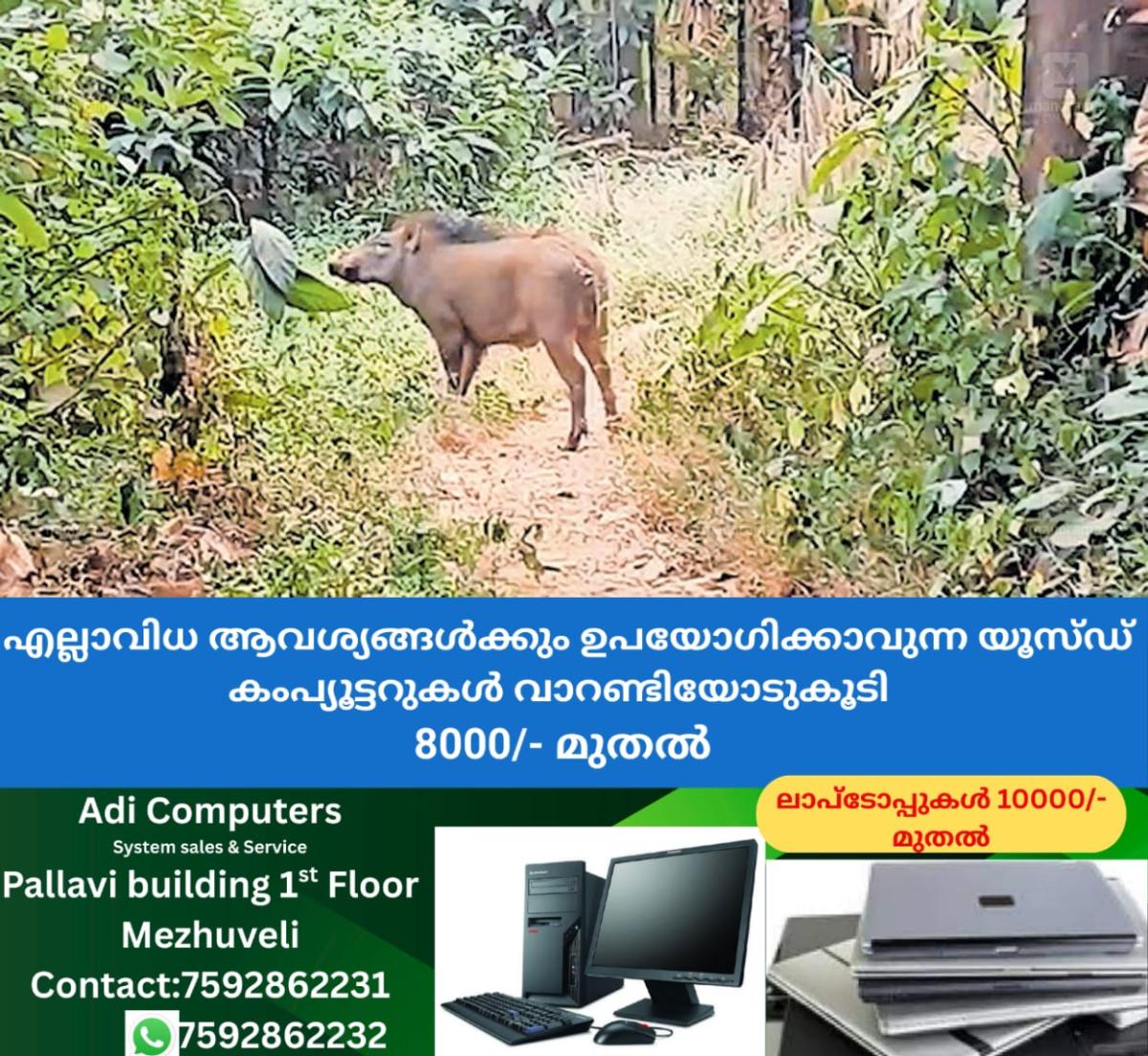 newskerala.net_1767067382_1767067230_wild-boar-attack