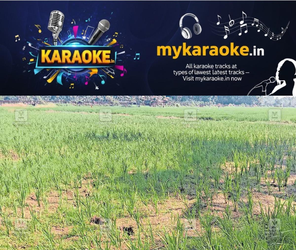 newskerala.net_1767081244_thiruvanvandoor-paadi-field
