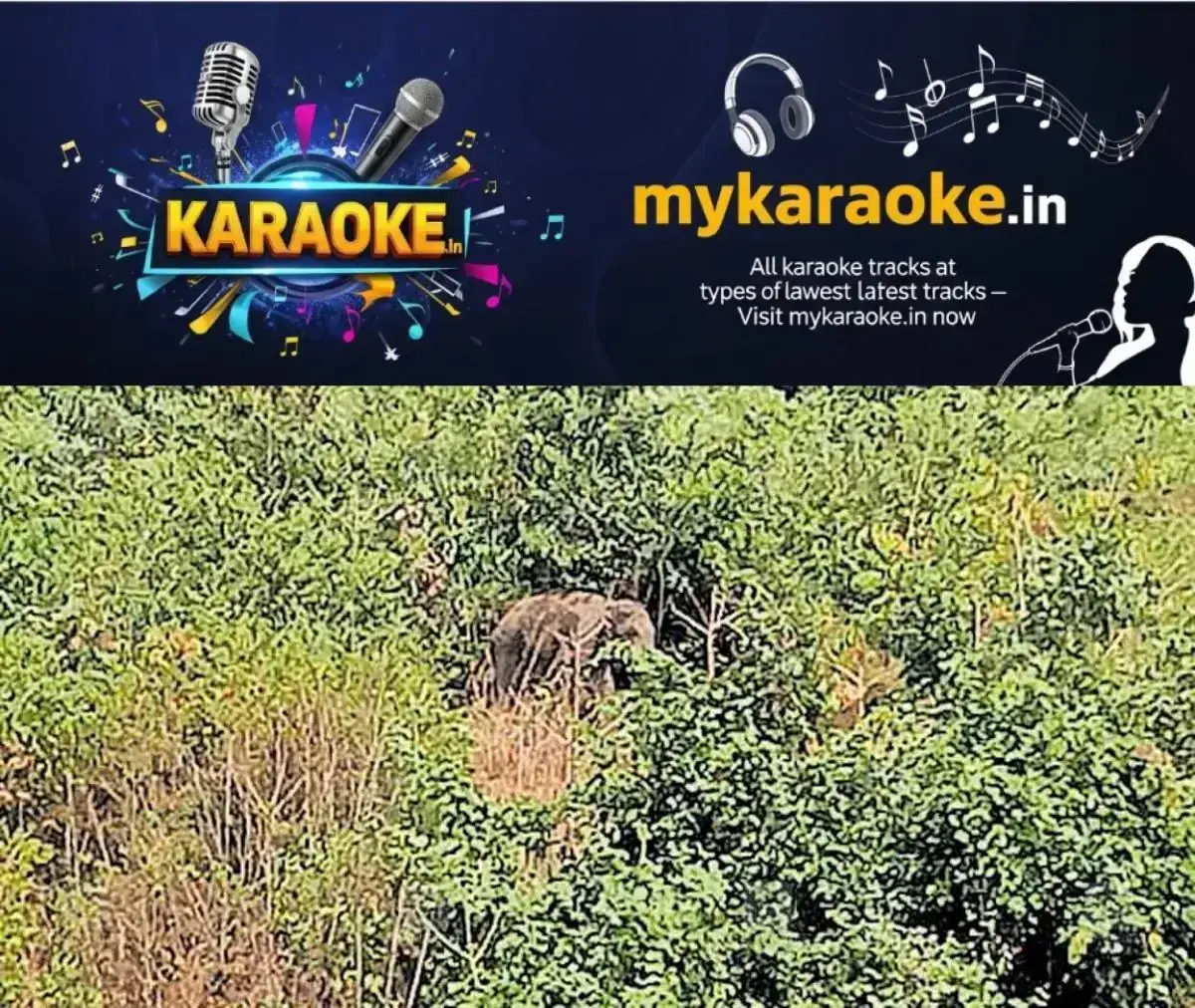 newskerala.net_1767339984_wild-elephant4
