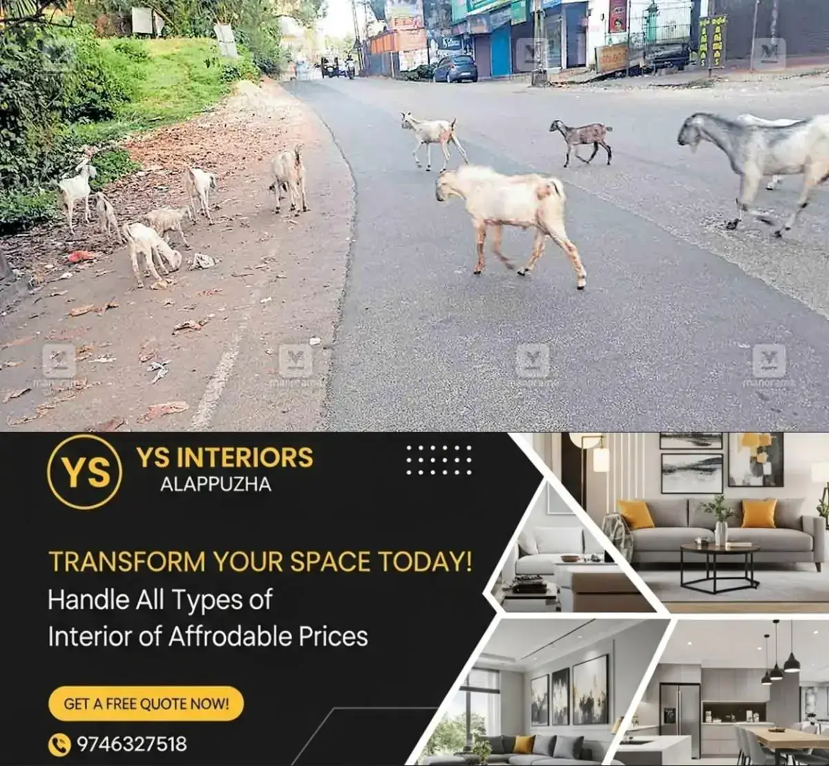 newskerala.net_1767367462_goat-in-poonjar