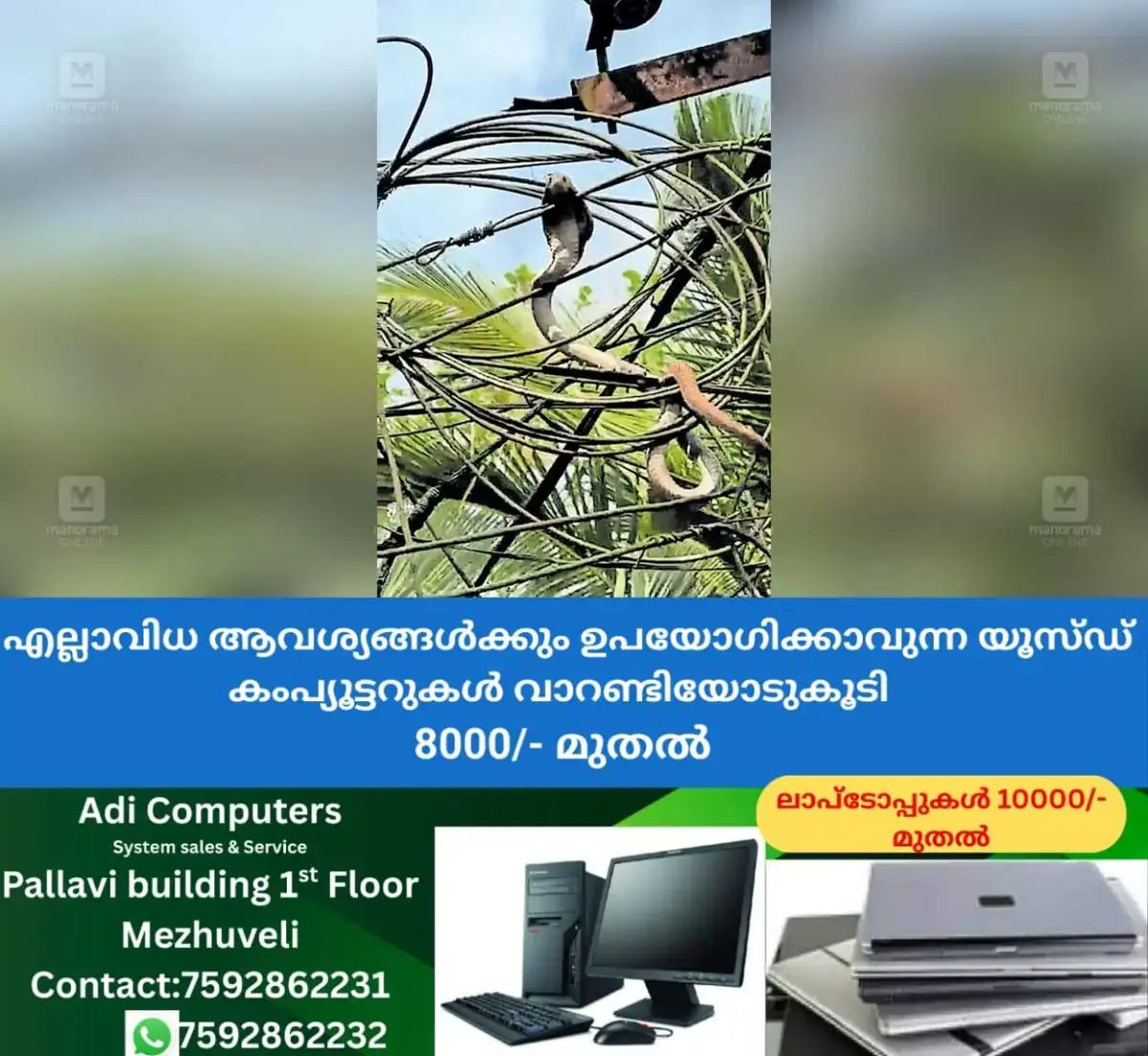 newskerala.net_1767409692_cobra-on-electric-post-pathanamthitta