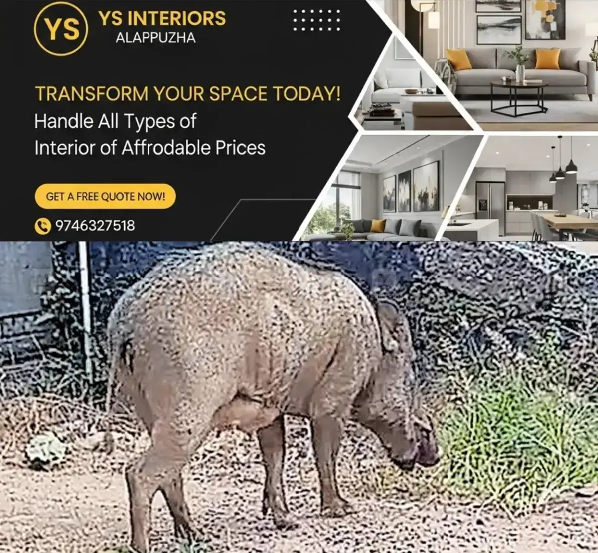 newskerala.net_1767415584_wild-boar