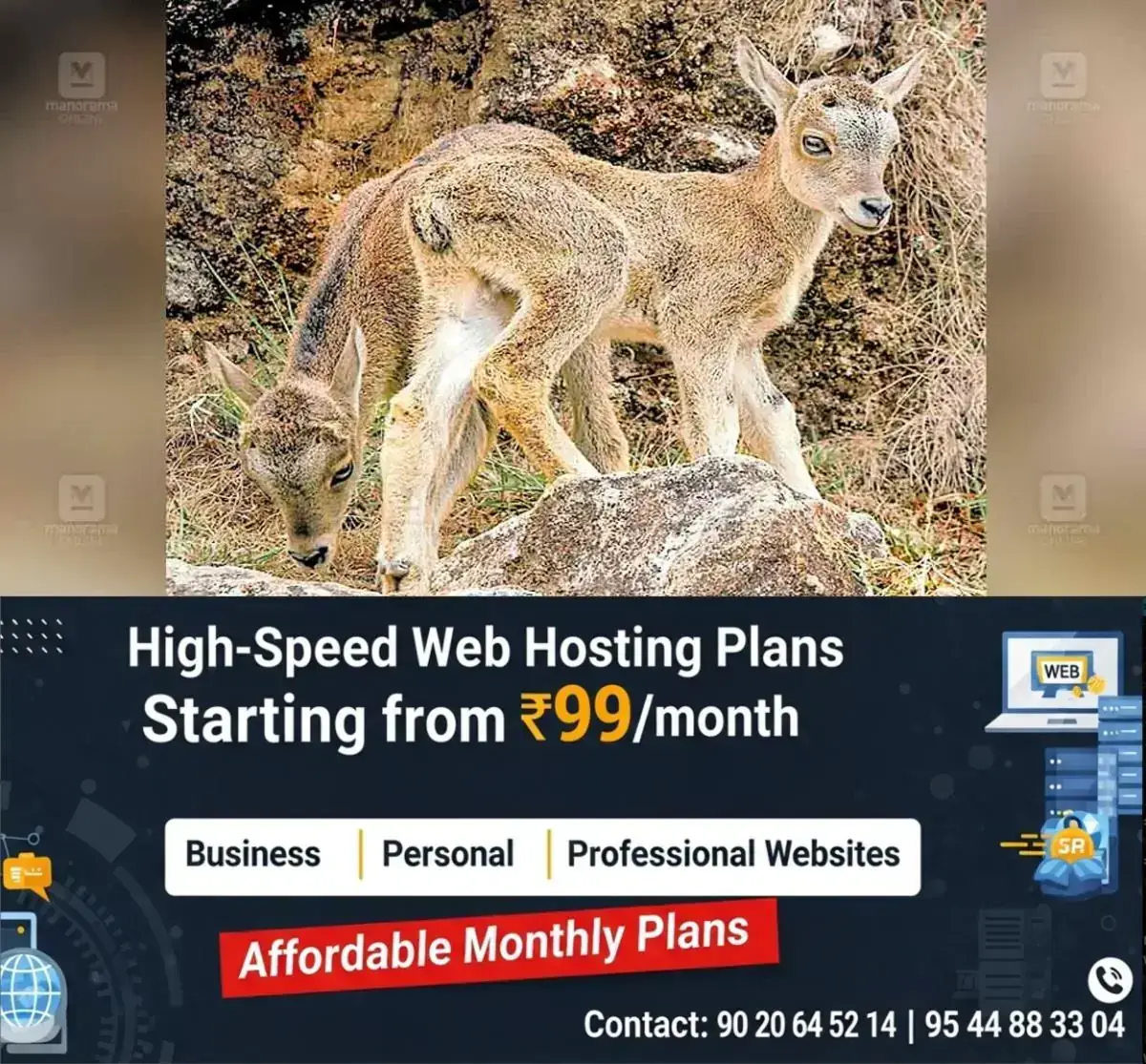 newskerala.net_1767498022_nilgiri-tahr-breeding-season