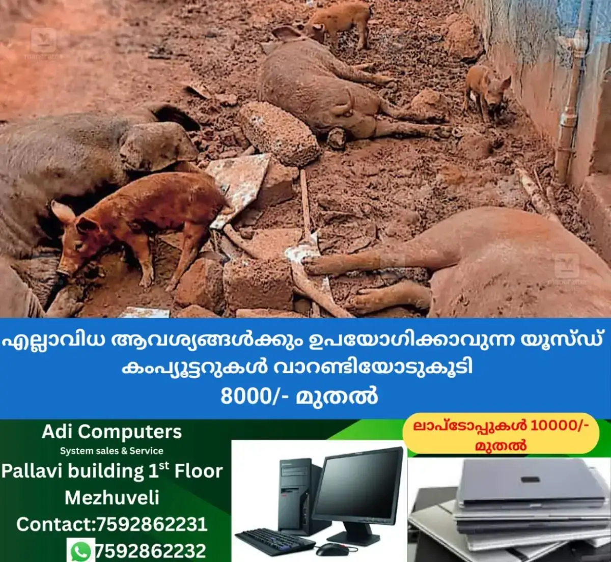 newskerala.net_1767687852_financial-woes-pig-farmers
