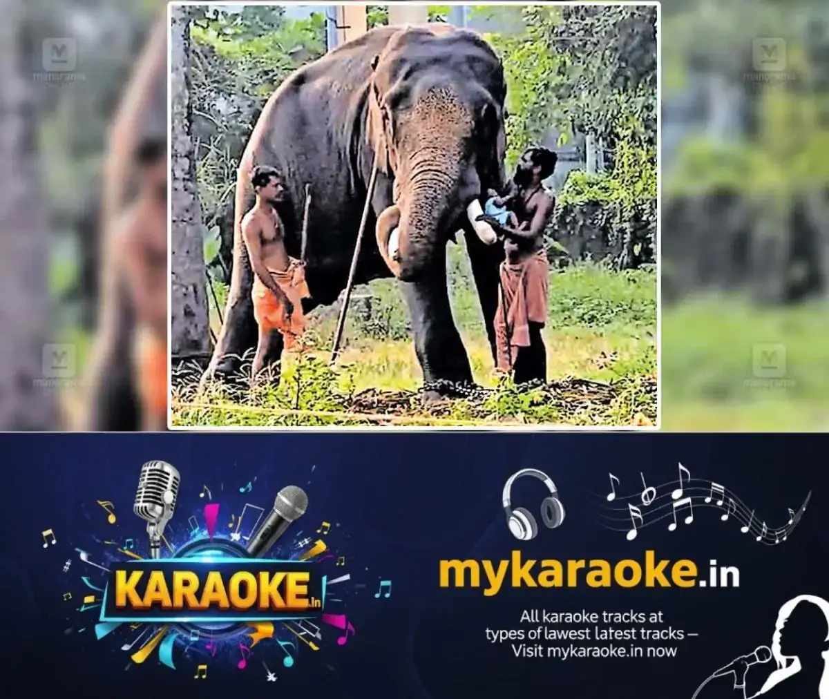 newskerala.net_1767726782_harippad-elephant-issue