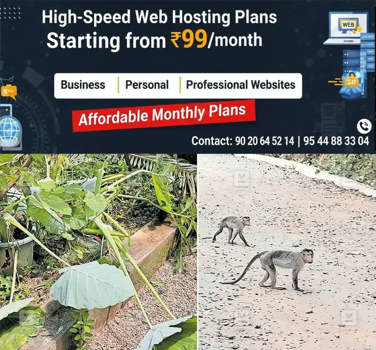 newskerala.net_1767761770_irikkur-monkey