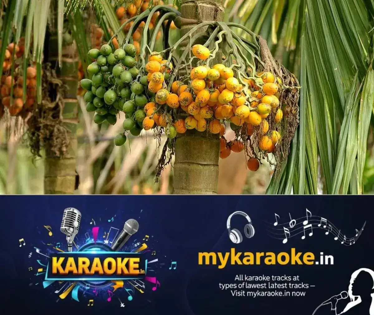newskerala.net_1767772225_arecanut-2-1