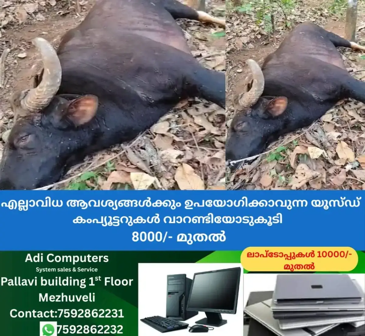 newskerala.net_1767783969_buffalo