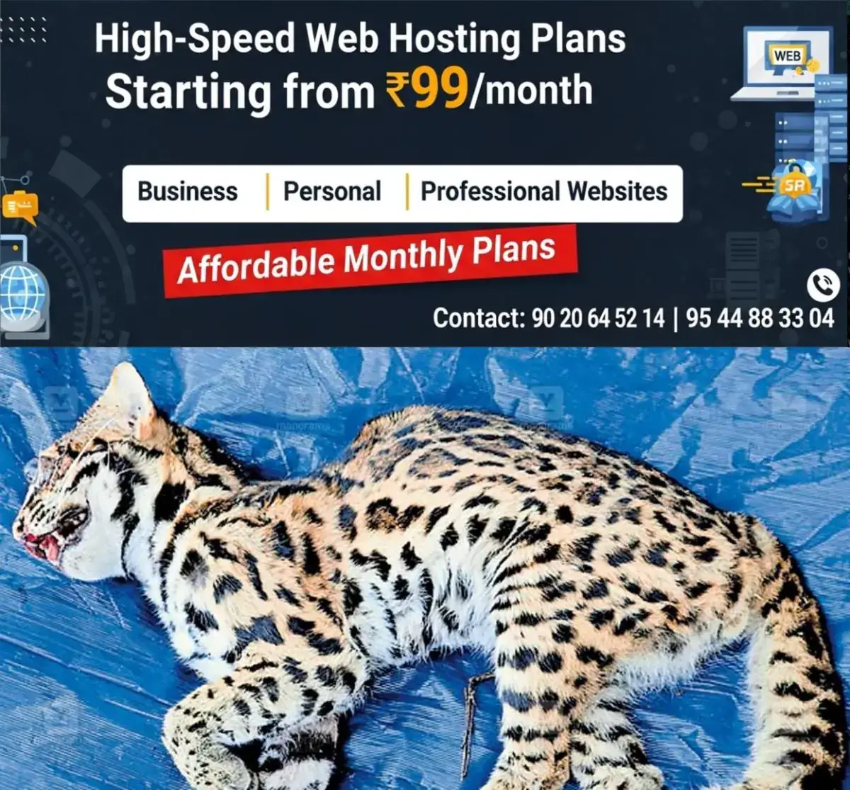 newskerala.net_1767930028_leopard-cat