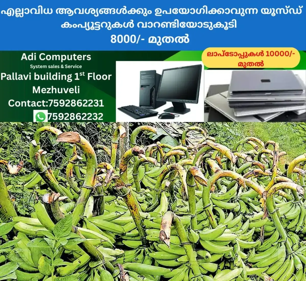 newskerala.net_1767931809_kerala-banana-price-drop