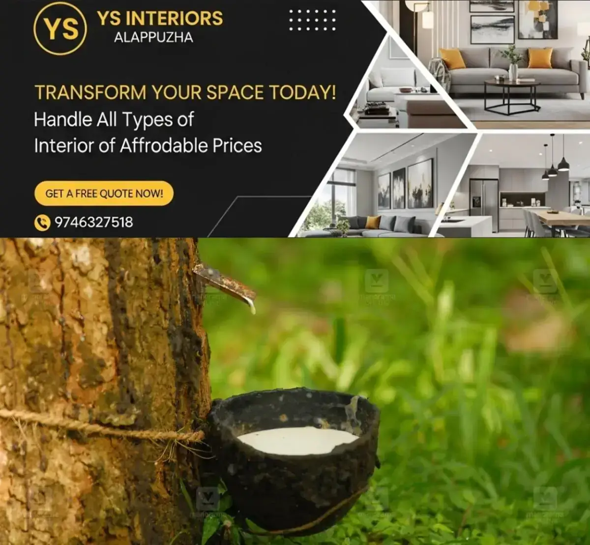 newskerala.net_1767965644_rubber-tree-carbon-credit