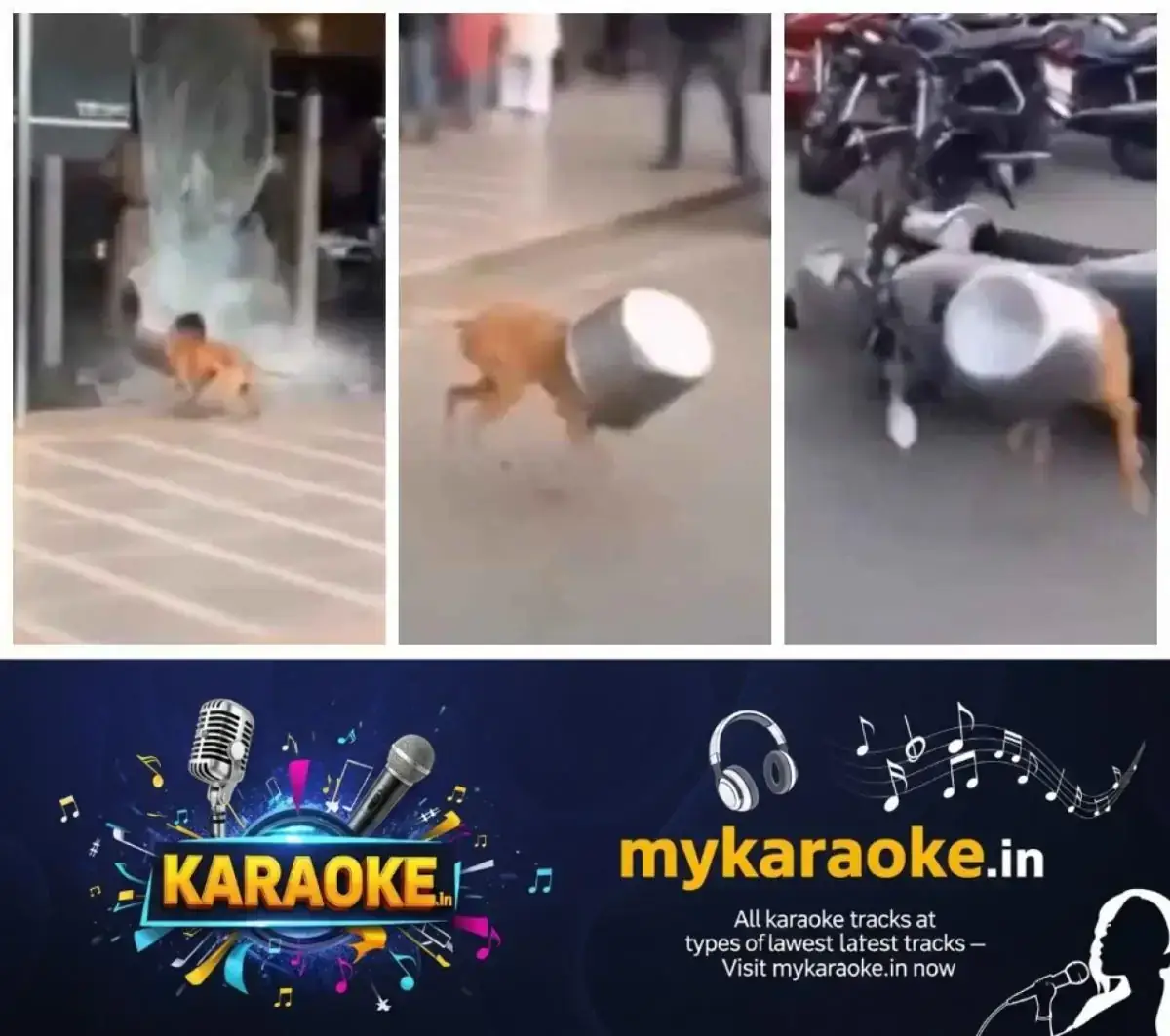 newskerala.net_1768108814_w-1280h-720format-jpgimgid-01kenqpqdnbarxx8vattcycbc2imgname-dogs-head-stuck-in-food-bowl-176810
