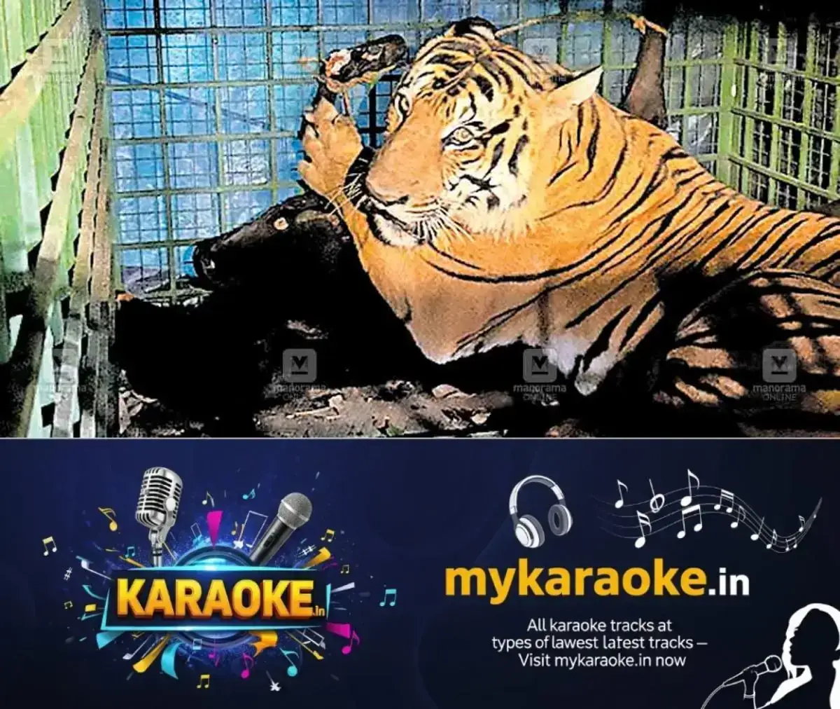 newskerala.net_1768121065_1768120937_iritty-tiger