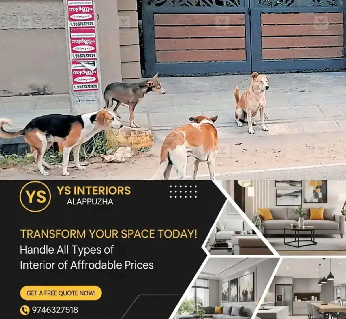 newskerala.net_1768198233_thrippunithura-dog