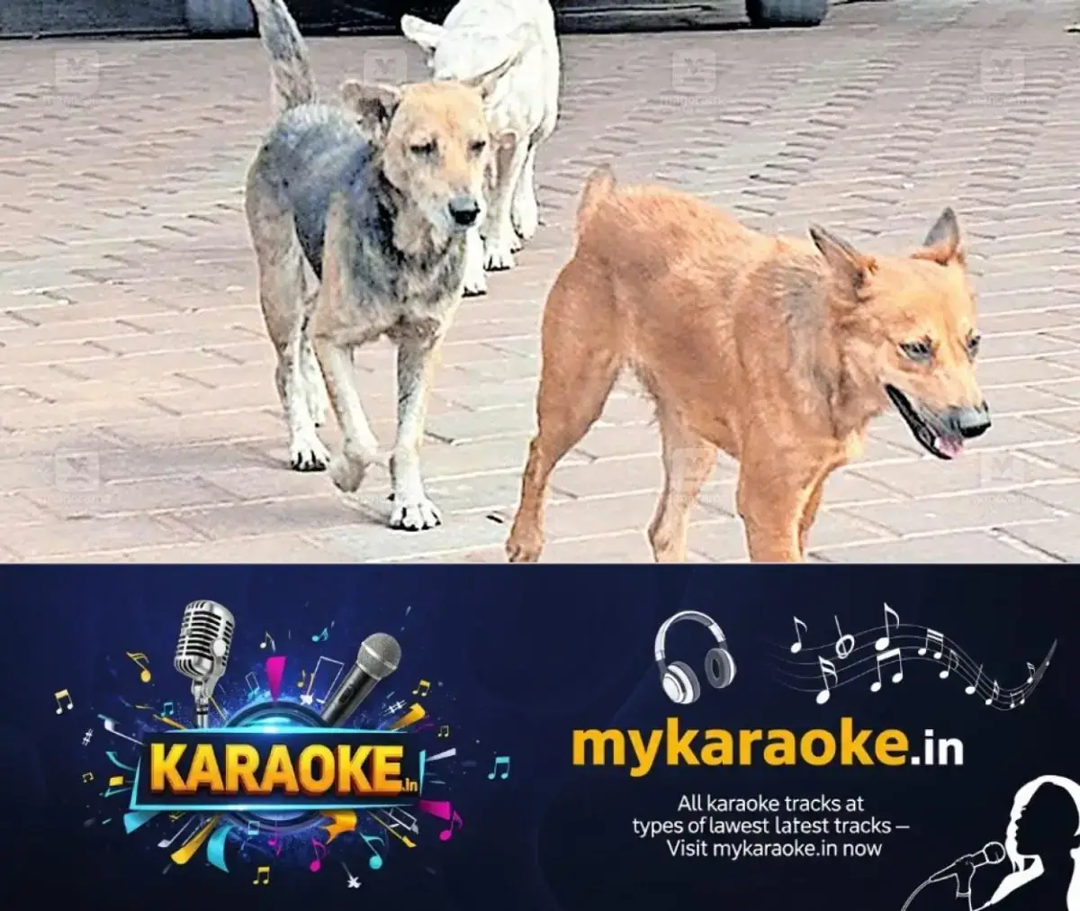 newskerala.net_1768206367_stray-dogs