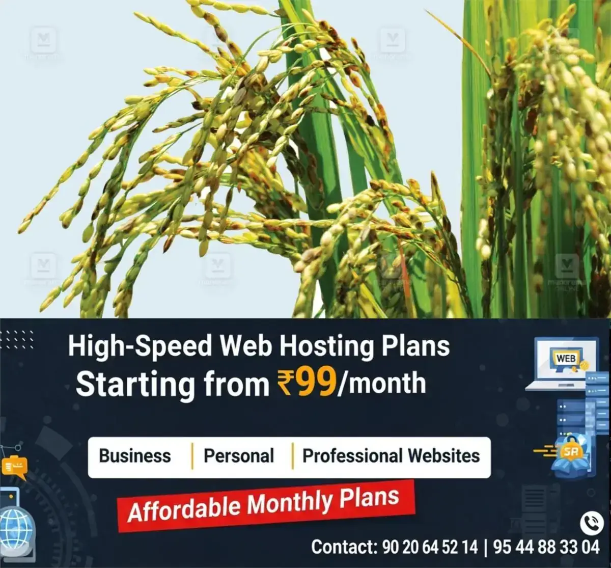 newskerala.net_1768209144_1768209005_paddy