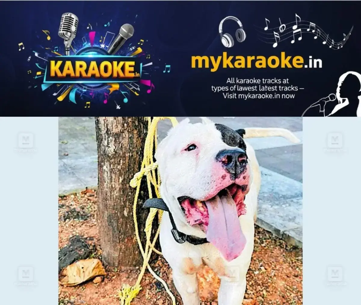newskerala.net_1768213213_pittbull
