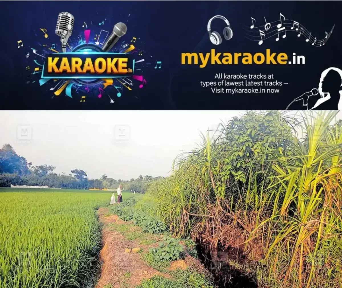 newskerala.net_1768215254_piravom-paddy-field