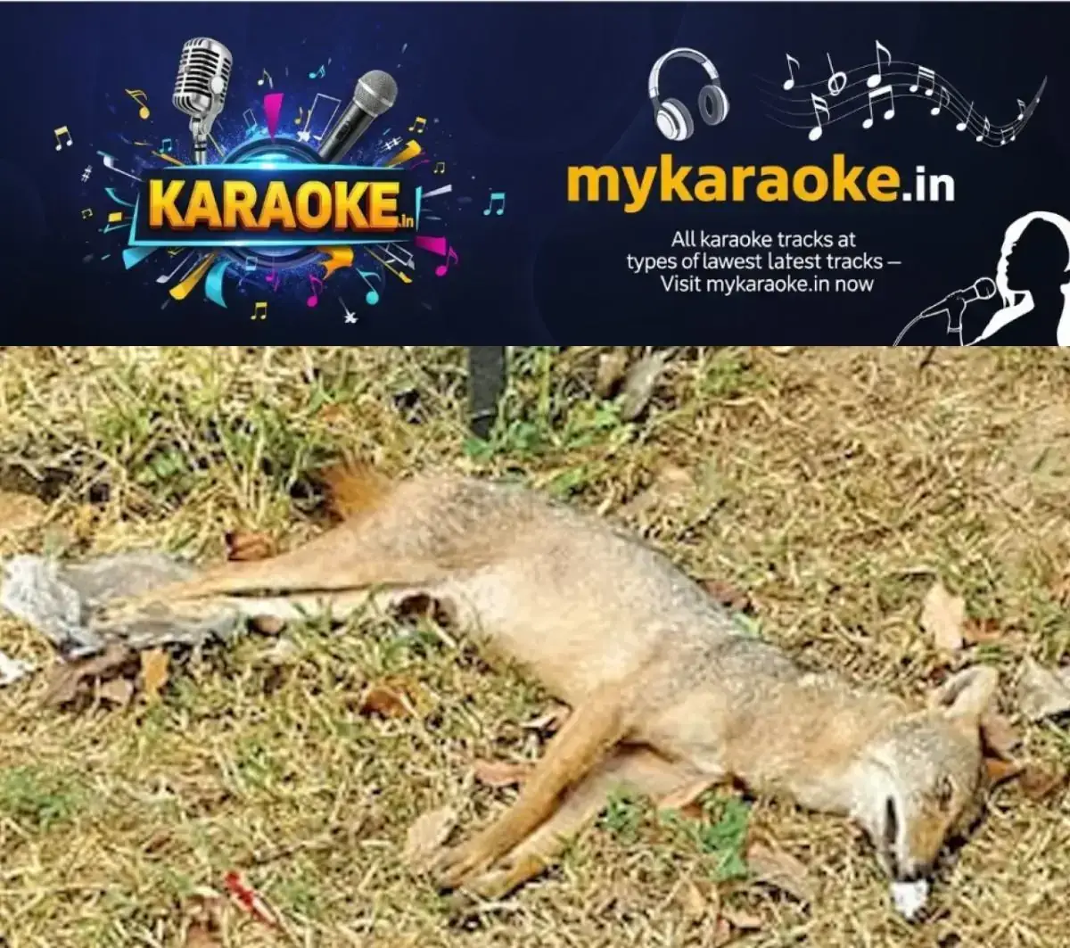 newskerala.net_1768216327_w-1280h-720format-jpgimgid-01kery6t8ehdkssf4ahmdg1pzwimgname-jackal-1768216029454