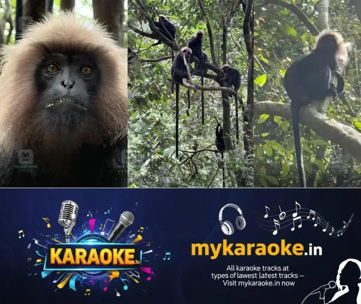 newskerala.net_1768223584_lion-tailed-macaques-monkey